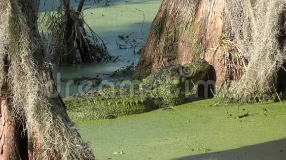 绿沼泽里的鳄鱼夹包视频的预览图