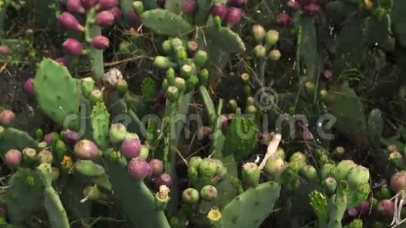 梨肯尼亚水果视频的预览图