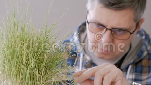 实验室里一个戴眼镜的人的特写镜头检查了干燥的黄草芽触摸了一根玻璃棒视频的预览图
