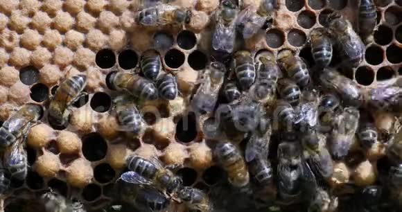 欧洲蜂蜜蜜蜂蜜蜂蜜蜂在雄鸡蜜蜂在诺曼底实时视频的预览图