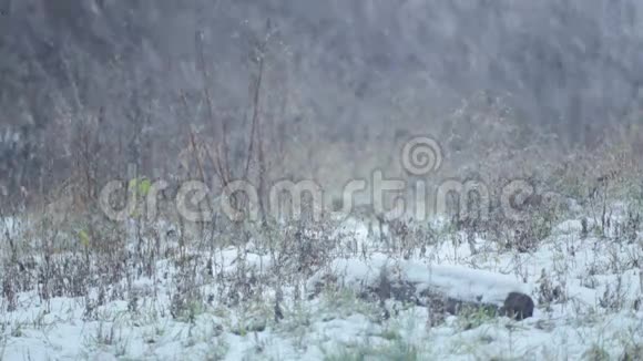 自然冬季自然景观视频的预览图
