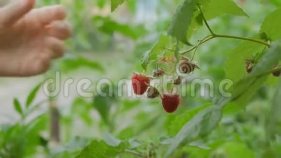 孩子的手特写从灌木丛中采摘成熟的红树莓视频的预览图
