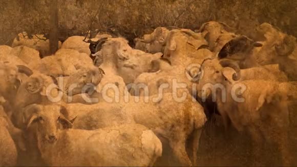 可持续发展波尔多葡萄园牧羊草视频的预览图