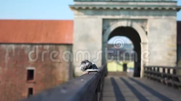 通往鸽子飞翔的老城的大门和桥视频的预览图