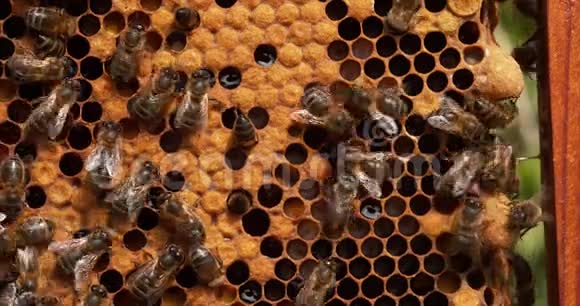 欧洲蜜蜂蜜蜂蜜蜂黑蜂在蜜蜂饲养右边有两个蜂后细胞诺曼底有蜜蜂真人视频的预览图