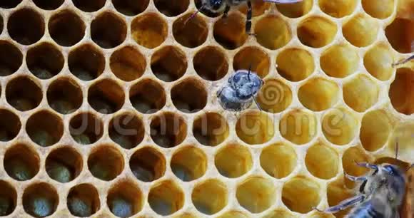 欧洲蜂蜜蜂蜜蜂蜜蜂从细胞中涌现蜂活在诺曼底实时视频的预览图