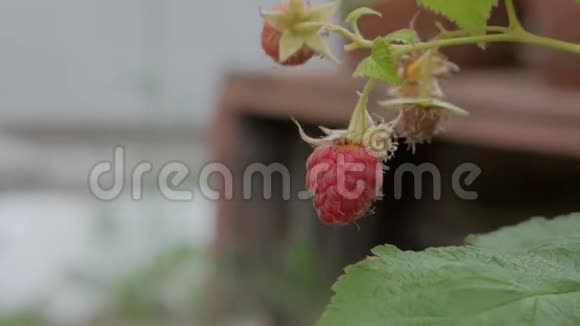 孩子的手特写从灌木丛中采摘成熟的红树莓视频的预览图