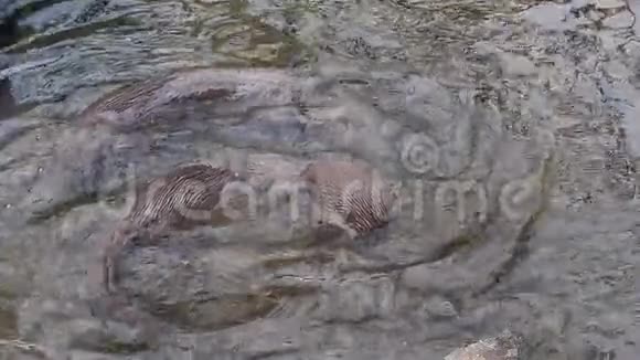 光滑的水獭蕨类植物成年人站在水里视频的预览图