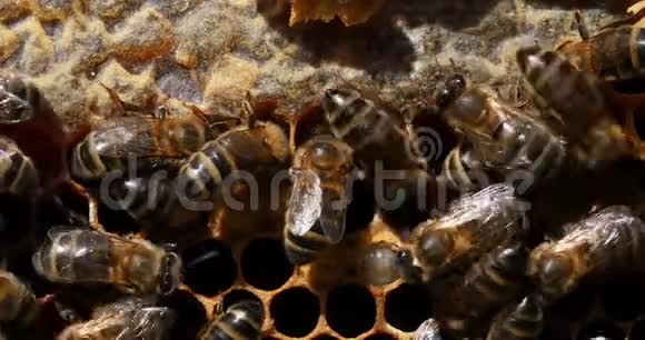 欧洲蜜蜂蜂房黑蜂在孵卵器上工作肺泡里充满幼虫和蜜蜂蜂房里视频的预览图