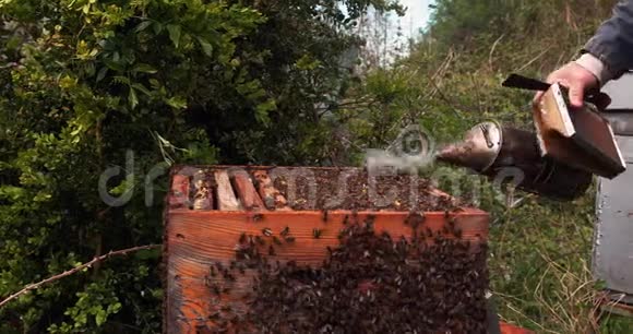 欧洲蜜蜂蜜蜂黑蜂养蜂人和他的吸烟者诺曼底的蜂房实时视频的预览图