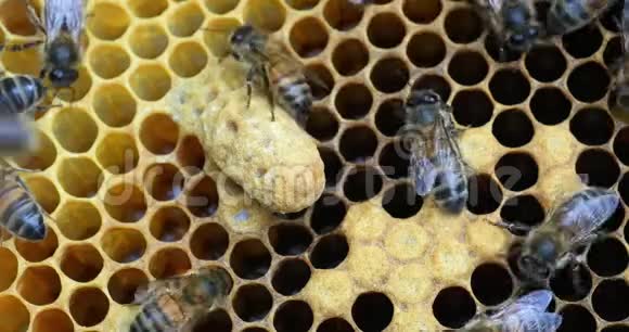 欧洲蜂蜜蜜蜂意大利蜜蜂黑蜂在布罗德框架工作皇后细胞蜂活在诺曼底实时视频的预览图
