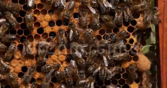 欧洲蜜蜂蜜蜂蜜蜂黑蜂在育雏架上两个蜂后在右边蜜蜂在诺曼底实时视频的预览图