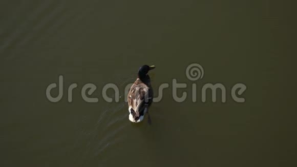 一只鸭子在湖里游泳摄像机从上面拍下来视频的预览图
