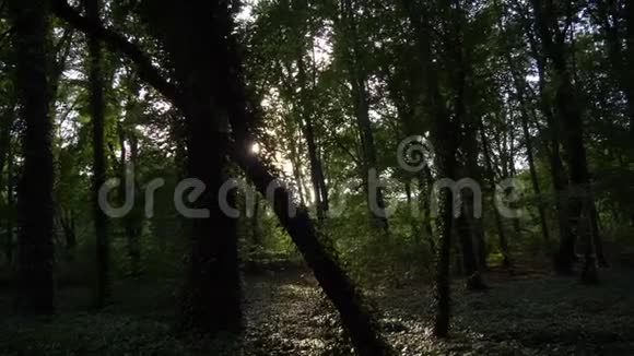 绿林常青藤树木阳光透过树木视频的预览图