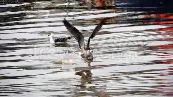 鸥阿根廷鸥飞行中的不成熟从水中起飞诺曼底慢动作视频的预览图