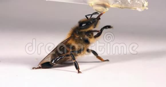 欧洲蜂蜜蜂蜜蜂蜜蜂黑蜂采摘蜂蜜白色背景诺曼底实时4K视频的预览图