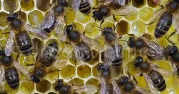 欧洲蜂蜜蜜蜂蜜蜂蜜蜂带花蜜和花粉的框架上的黑蜂诺曼底蜜蜂实时4K视频的预览图
