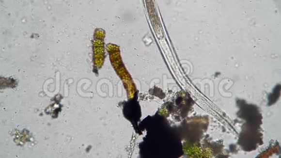 在寻找食物的细菌和藻类之间建立一个新的虫洞视频的预览图