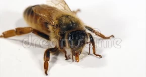 欧洲蜂蜜蜜蜂意大利蜜蜂女王在白色背景下采摘一滴蜂蜜诺曼底实时4K视频的预览图