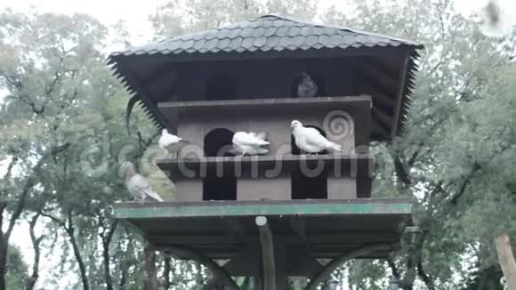 公园里的鸽子鸟屋视频的预览图