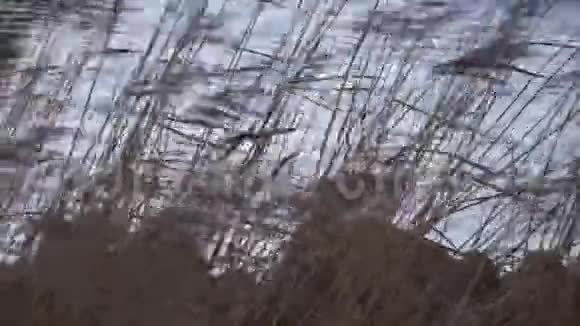 湖边或河边的芦苇视频的预览图