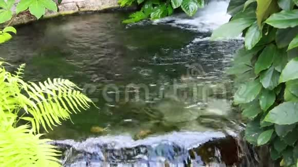 被岩石和植物包围的瀑布视频的预览图