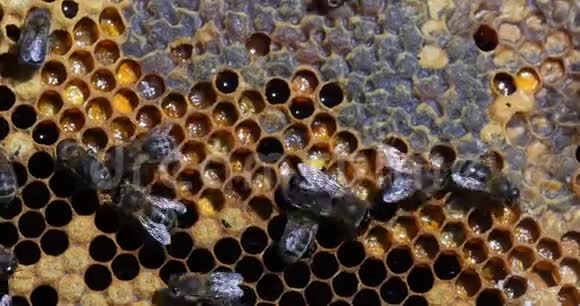 欧洲蜂蜜蜜蜂蜜蜂蜜蜂在一个框架上充满蜂蜜和花粉蜜蜂在诺曼底实时视频的预览图