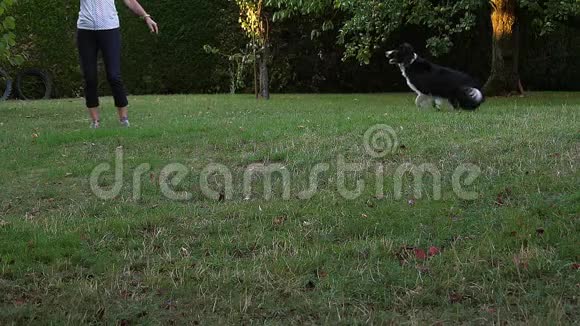边境牧羊犬在草地上行走玩球视频的预览图