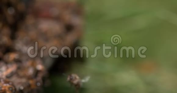 欧洲蜂蜜蜂意大利蜜蜂蜂巢入口的黑蜂飞行中的蜜蜂诺曼底的蜜蜂慢动作视频的预览图