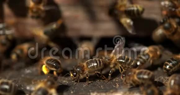 欧洲蜜蜂蜜蜂蜜蜂黑蜂站在蜂箱入口处蜜蜂在通风蜜蜂在诺曼底蜂箱缓慢视频的预览图