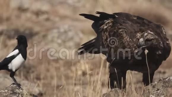 鹊在地上觅食的雄性鹊视频的预览图