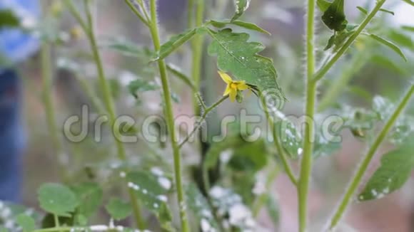 从一个番茄植物开花到隐藏在植物中的烟草角虫视频的预览图