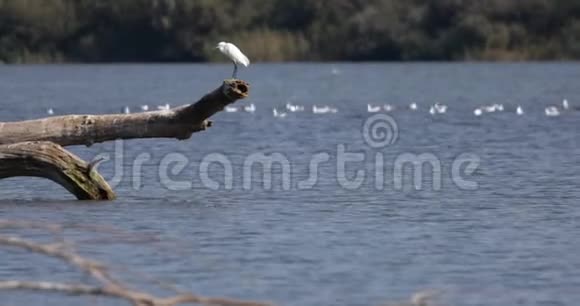 白鹭在干木上面的水排粪视频的预览图