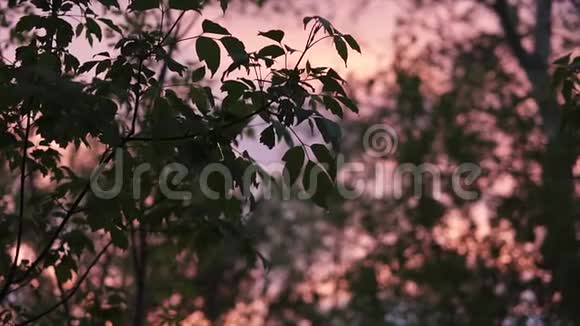 雨点落在绿叶上落在年轻女子身上在黄昏的时候摇动树枝美丽如画的粉红色天空视频的预览图