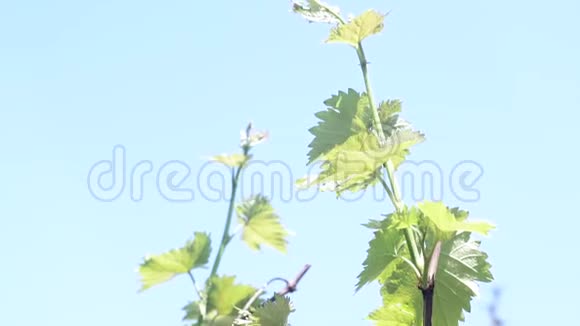 葡萄特写植物特写生长葡萄酿酒葡萄园视频的预览图