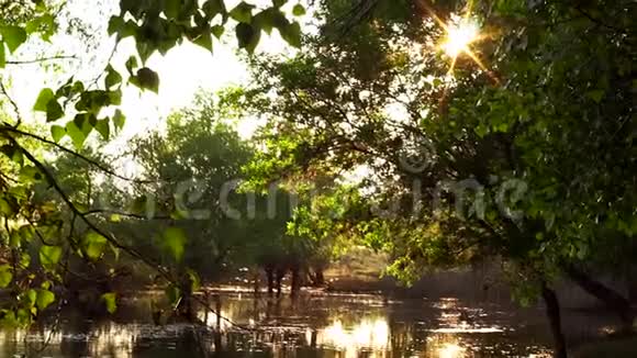夏日的河景阳光透过树枝视频的预览图