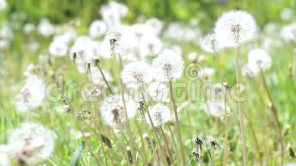 美丽的草地上有白色的蒲公英花和清新的春天绿草夏季概念视频的预览图