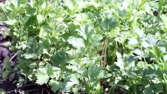 芹菜在风中离开在植物附近种植有机植物视频的预览图