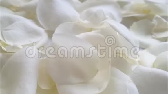 玫瑰花瓣米色背景下降慢动作视频的预览图