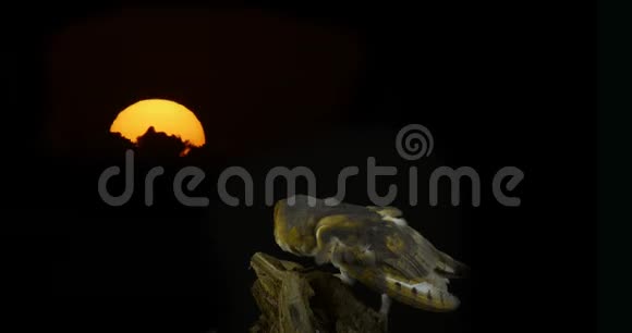 猫头鹰泰托阿尔巴成年人看日落诺曼底时光流逝视频的预览图