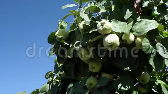 树枝生长和花园果树蓝天的昆斯树在花园里收获成熟的果实视频的预览图