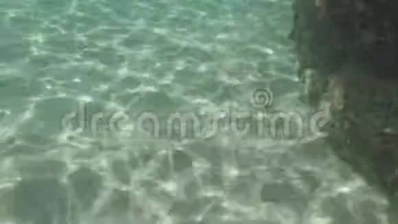乌贼在水晶般的海洋中游泳有白色的沙子和光线反射视频的预览图