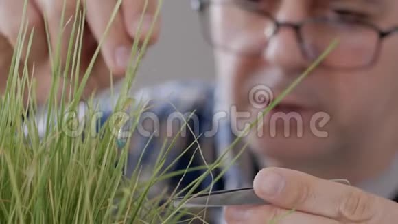 实验室里一个戴眼镜的人的特写镜头检查了干燥的黄草芽触摸了一根玻璃棒视频的预览图