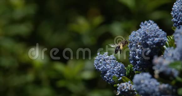 欧洲蜂蜜蜂蜜蜂蜜蜂蜜蜂觅食花腿装花粉昆虫飞行授粉法视频的预览图