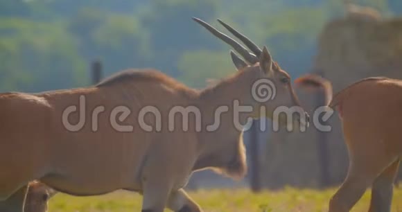 夏天在国家公园散步的美丽羚羊的拍摄视频的预览图