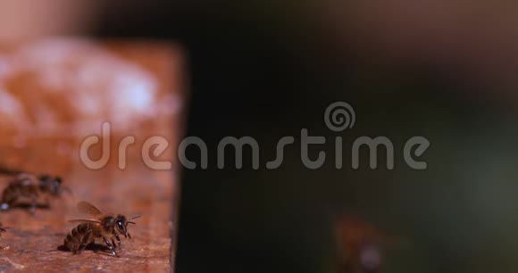 欧洲蜂蜜蜜蜂意大利蜜蜂黑蜂去蜂巢昆虫在飞行返回靴子蜜蜂在诺曼底慢速视频的预览图