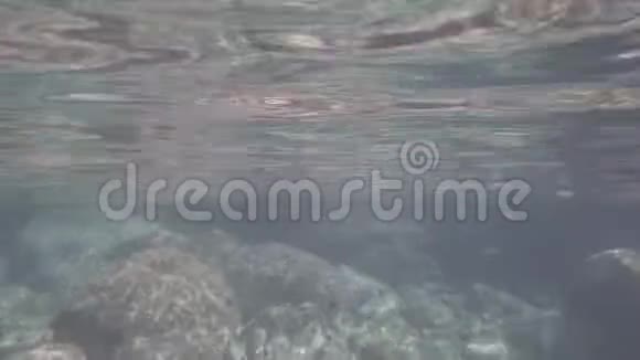 在水晶水中游动的双带头和常见的海鱼视频的预览图