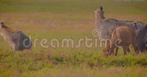 夏天在国家公园散步的美丽可爱的羚羊的拍摄视频的预览图