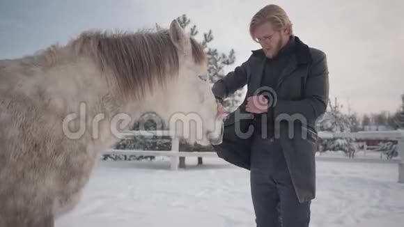 长胡子的人在冬牧场和一匹漂亮的白色斑点马玩试图吃人类皮毛的动物快乐视频的预览图
