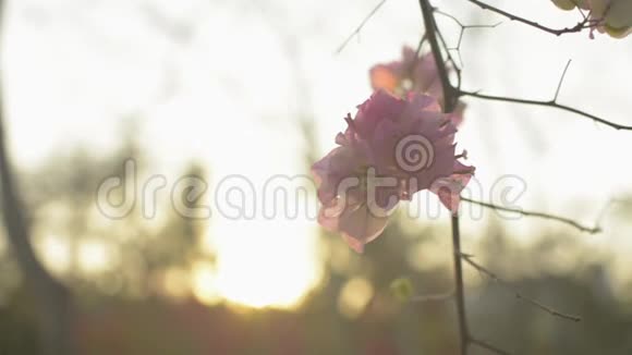 一朵朵盛开的纸花或一朵花在树枝上摇曳剩下的是热带粉红色的花视频的预览图